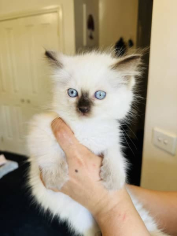 PUREBRED RAGDOLL KITTENS