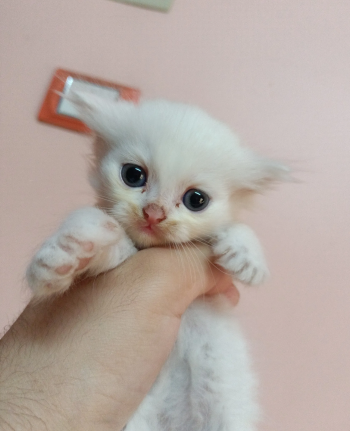 ولد و بنتين شيرازي بيور