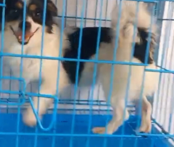 كلب سبرايت للبيع انثى