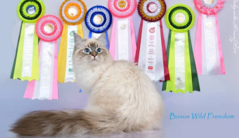 Siberian Masquerade kittens