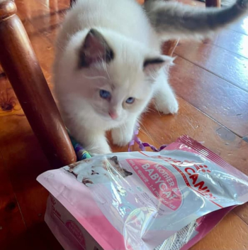 Ragdoll Kittens Seal Point and Seal Bi-Colour