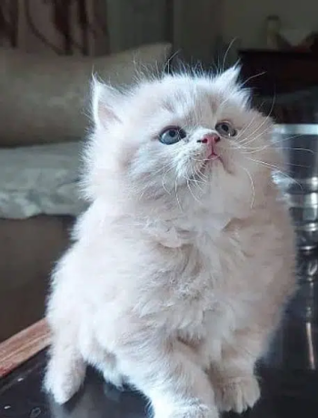 Persian triple cross